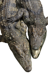 2 crocodiles hugging and laughing