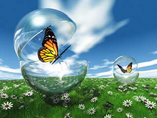butterfly  in a bubble in the meadow