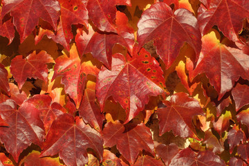 Parthenocissus tricuspidata