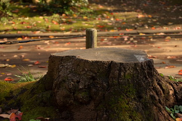 木の切株