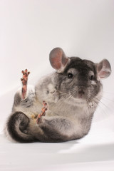 Chinchilla