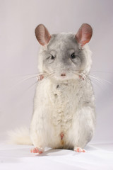 Chinchilla