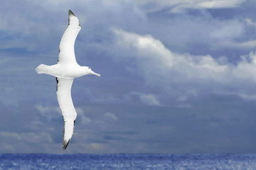 Fototapeta na wymiar Albatross latania na ciemnym oceanie