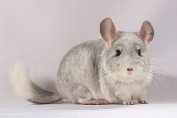 Chinchilla
