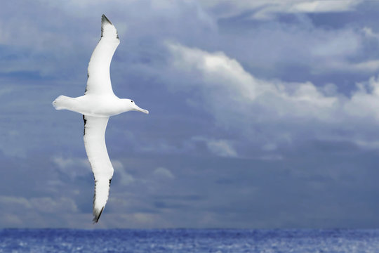 Albatross Flying Over Dark Ocean