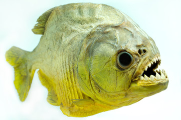 Piranha Lateral