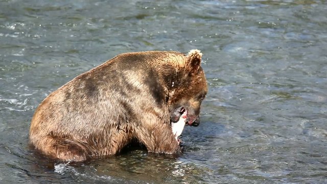Brown bear on Alaska,Katmai NP