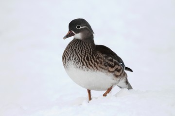 Mandarin duck (Aix galericulata) - female in winter.