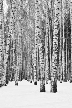 Birch Forest In Winter In Black And White