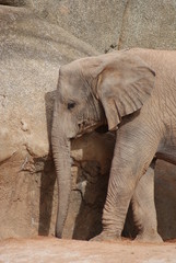 South African Elephant - Loxodonta africana africana