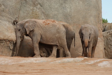 South African Elephant - Loxodonta africana africana