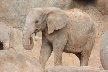 Naklejka premium South African Elephant - Loxodonta africana africana