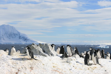 Fototapeta premium Chinstrap penguins in Antarctica