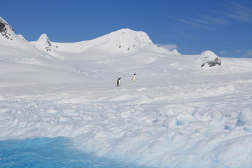 Antarctic landscape with penguins