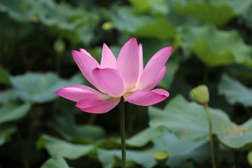 Obraz premium China Lotus II