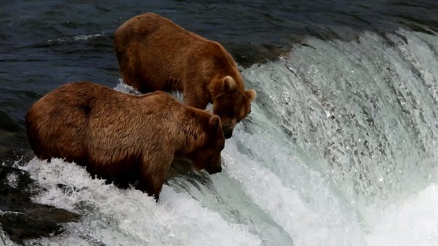 Brown bear on Alaska,Katmai NP