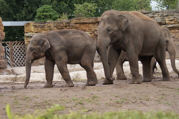 Fototapeta premium Asian Elephant - Elephas maximus