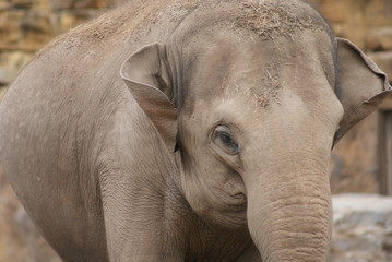Asian Elephant - Elephas maximus