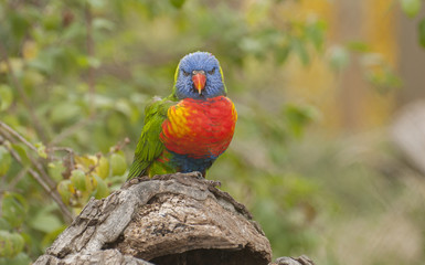 Rainbow lorikeet