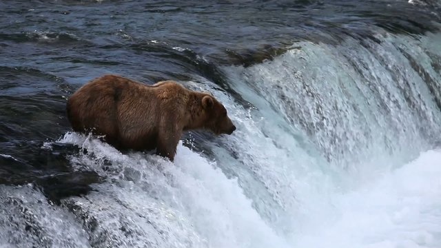Brown bear on Alaska,Katmai NP