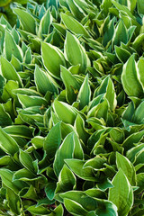 Obraz premium Green leaf