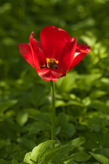 Tulip head