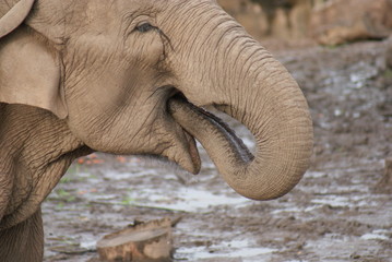 Naklejka na ściany i meble Asian Elephant - Elephas maximus