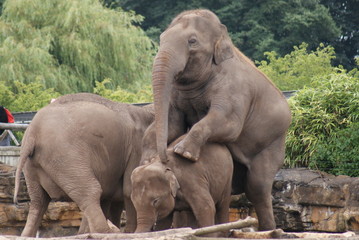 Asian Elephant - Elephas maximus