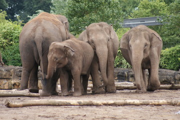 Asian Elephant - Elephas maximus
