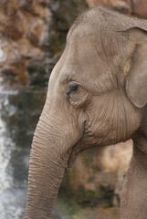 Fototapeta na wymiar Asian Elephant - Elephas maximus