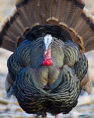 Wild Turkey Strutting © Steve Oehlenschlager