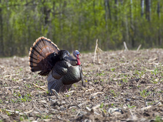 Strutting Wild Turkey © Steve Oehlenschlager