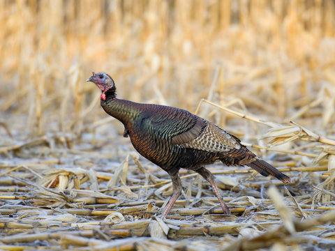 "Wild Turkey" Images – Browse 35,274 Stock Photos, Vectors, and Video