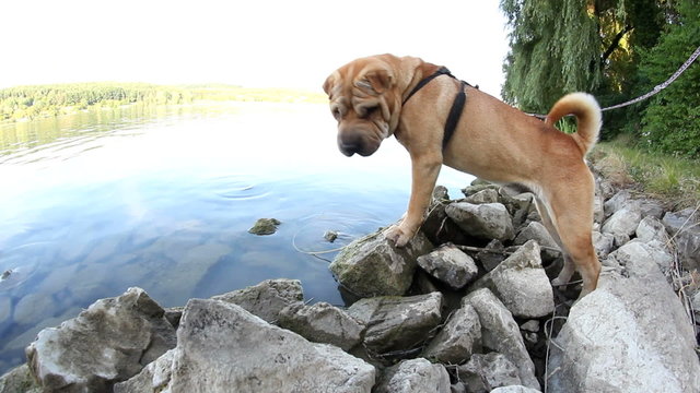 sharpei dog