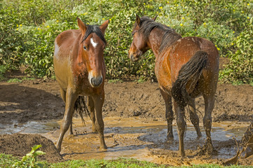 Fototapeta premium Osterinsel-2938