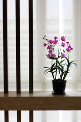 pink orchid in the flowerpot