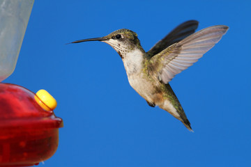 Ruby-throated Hummingbird