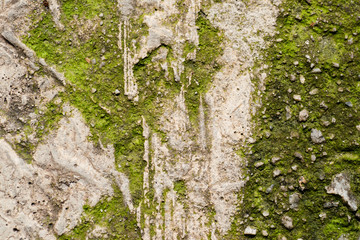 Grunge textured concrete sidewalk with green mould