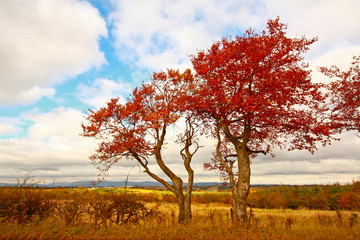 Wonderful autumnal scene with fields and trees.