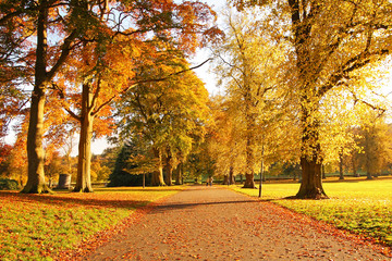 Fototapeta na wymiar Wonderful autumnal scene in the park