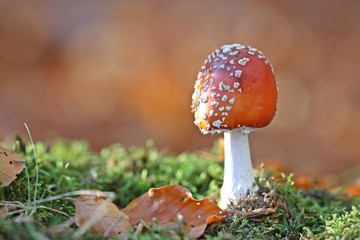 Fliegenpilz im Habichtswald