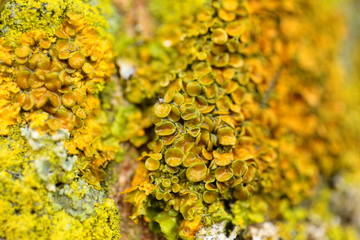 Closeup of a yellow mushroom on tree bark