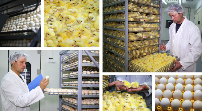 Chicken Farm - Incubator, Eggs and Baby Chicken