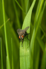 Fly sitting