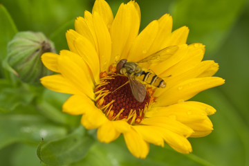 Yellow red chrysanthemum