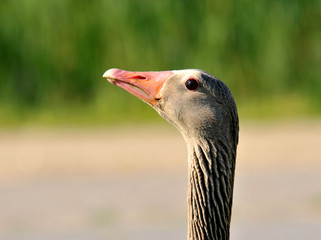 portrait of a grey goose