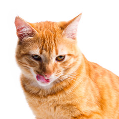 Ginger cat portrait studio isolated