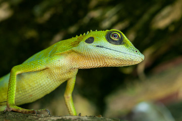 Closeup of a Green Crested Lizard.