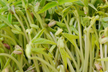 sprout tree