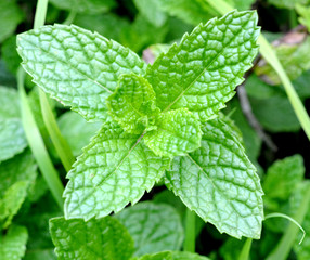 spearmint tree © anphotos99